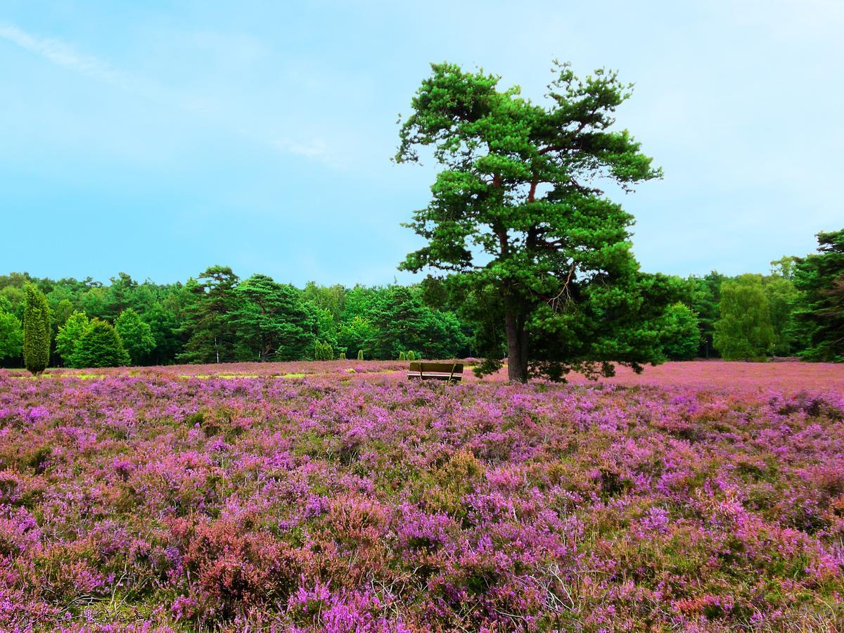Landgasthaus Zum Naturschutzpark Bispingen Esterno foto
